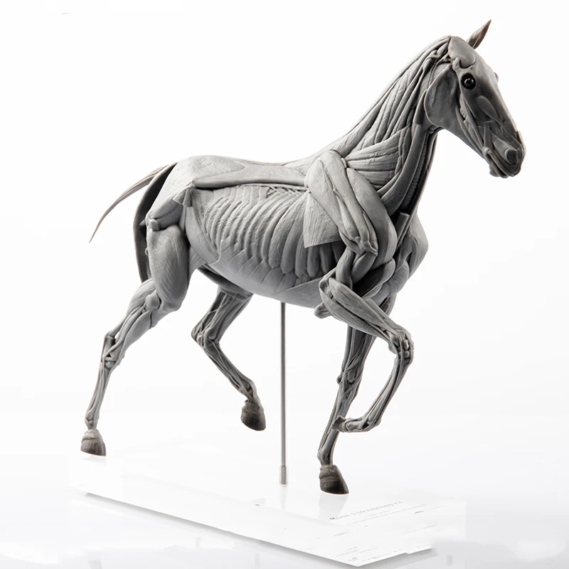 EVOLABORATORY Horse Muscle Ana - Resin Art Decoration Items 评论和价格