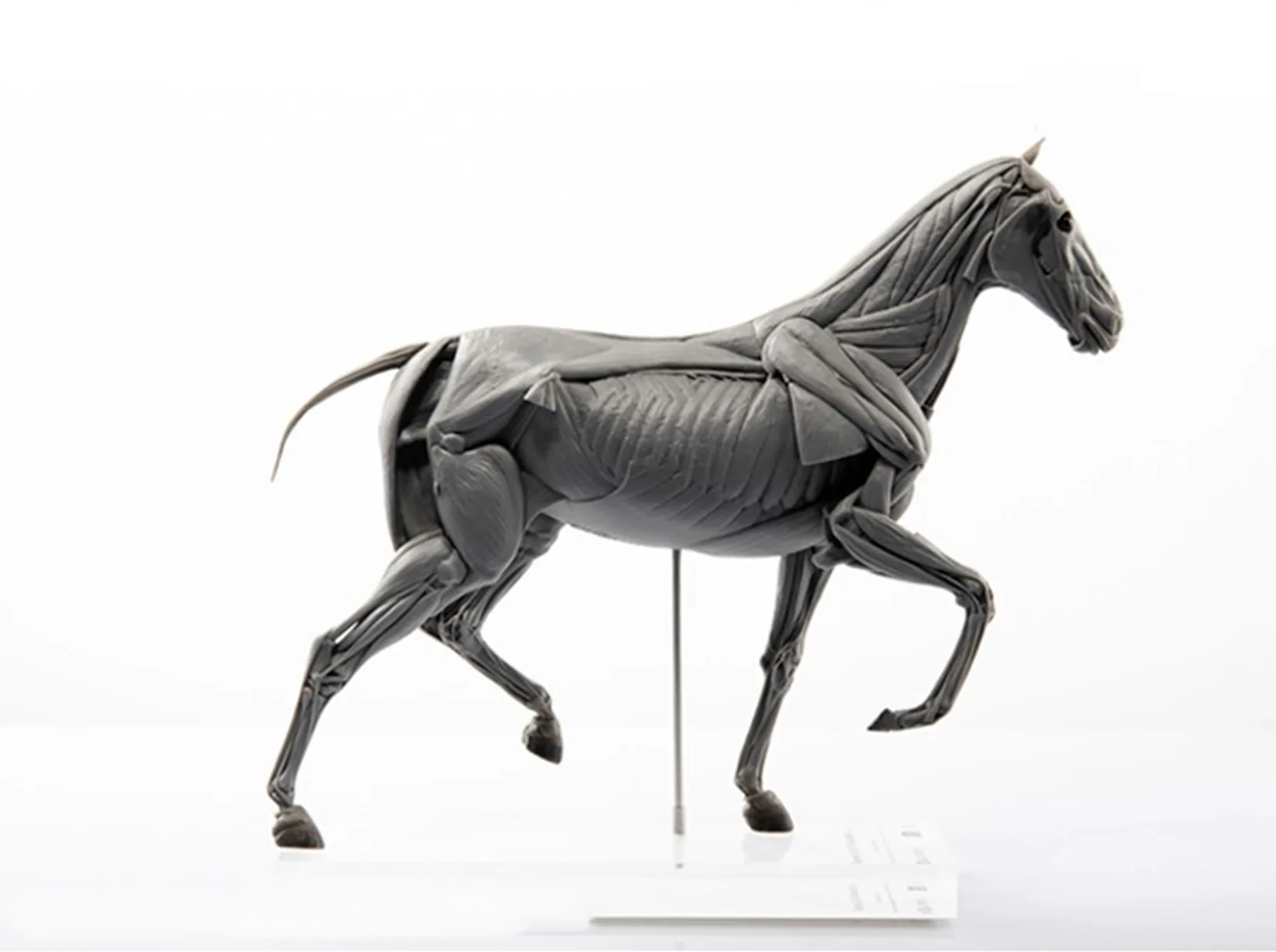 EVOLABORATORY Horse Muscle Ana - Resin Art Decoration Items 评论和价格