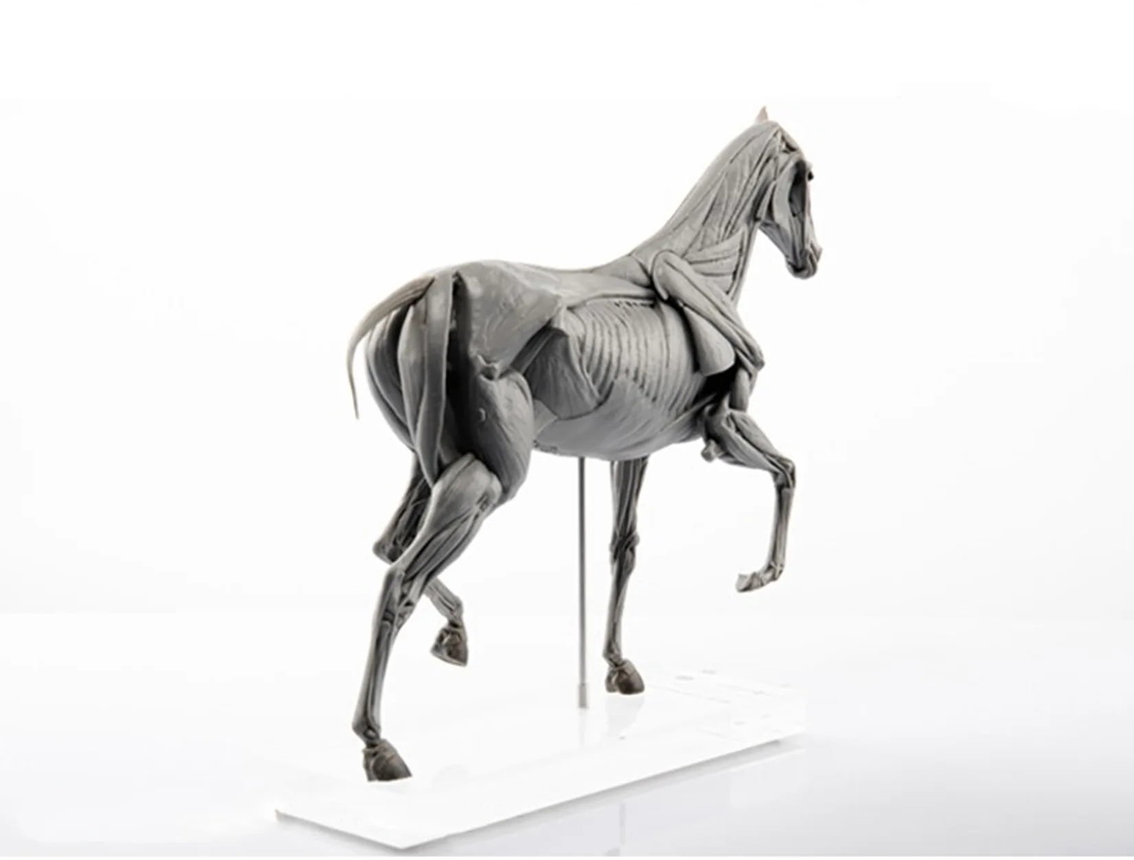 EVOLABORATORY Horse Muscle Ana - Resin Art Decoration Items 评论和价格