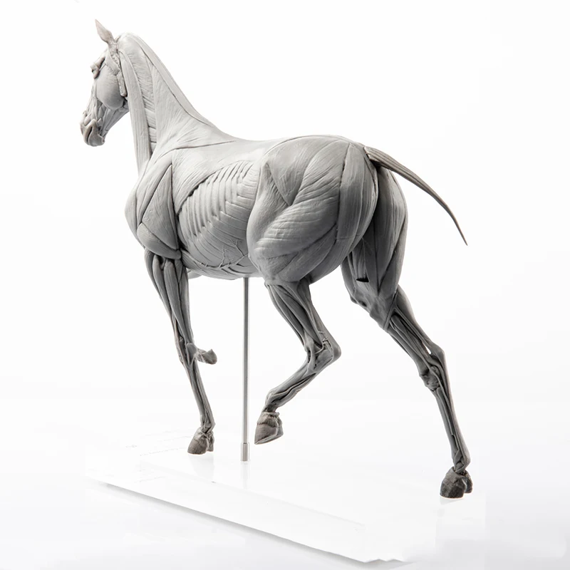 EVOLABORATORY Horse Muscle Ana - Resin Art Decoration Items 评论和价格