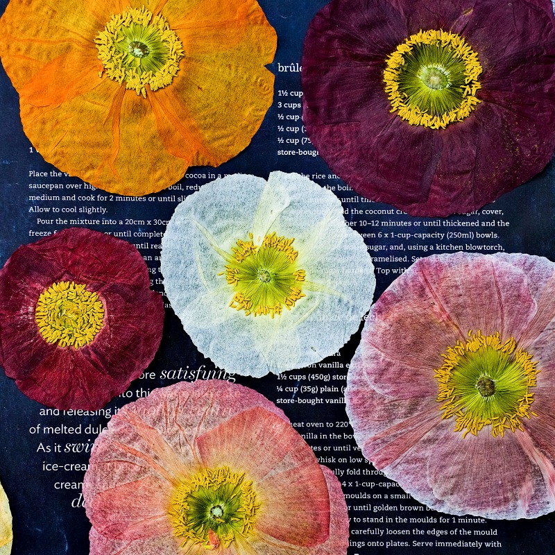 1pcs,Nature Field Poppy Presse - Resin Art Frame 评论和价格