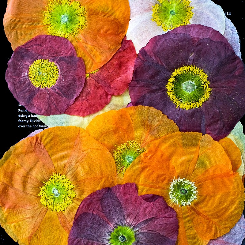 1pcs,Nature Field Poppy Presse - Resin Art Frame 评论和价格